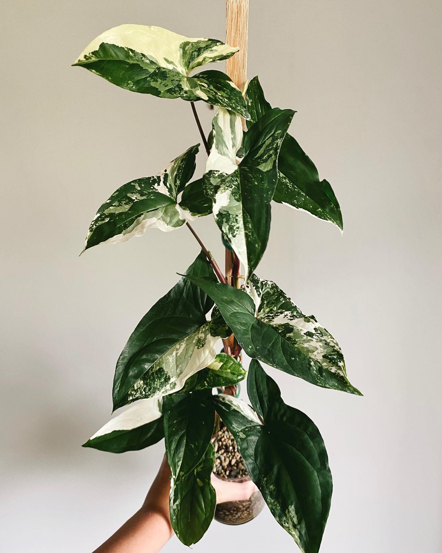 Syngonium Vine Plant