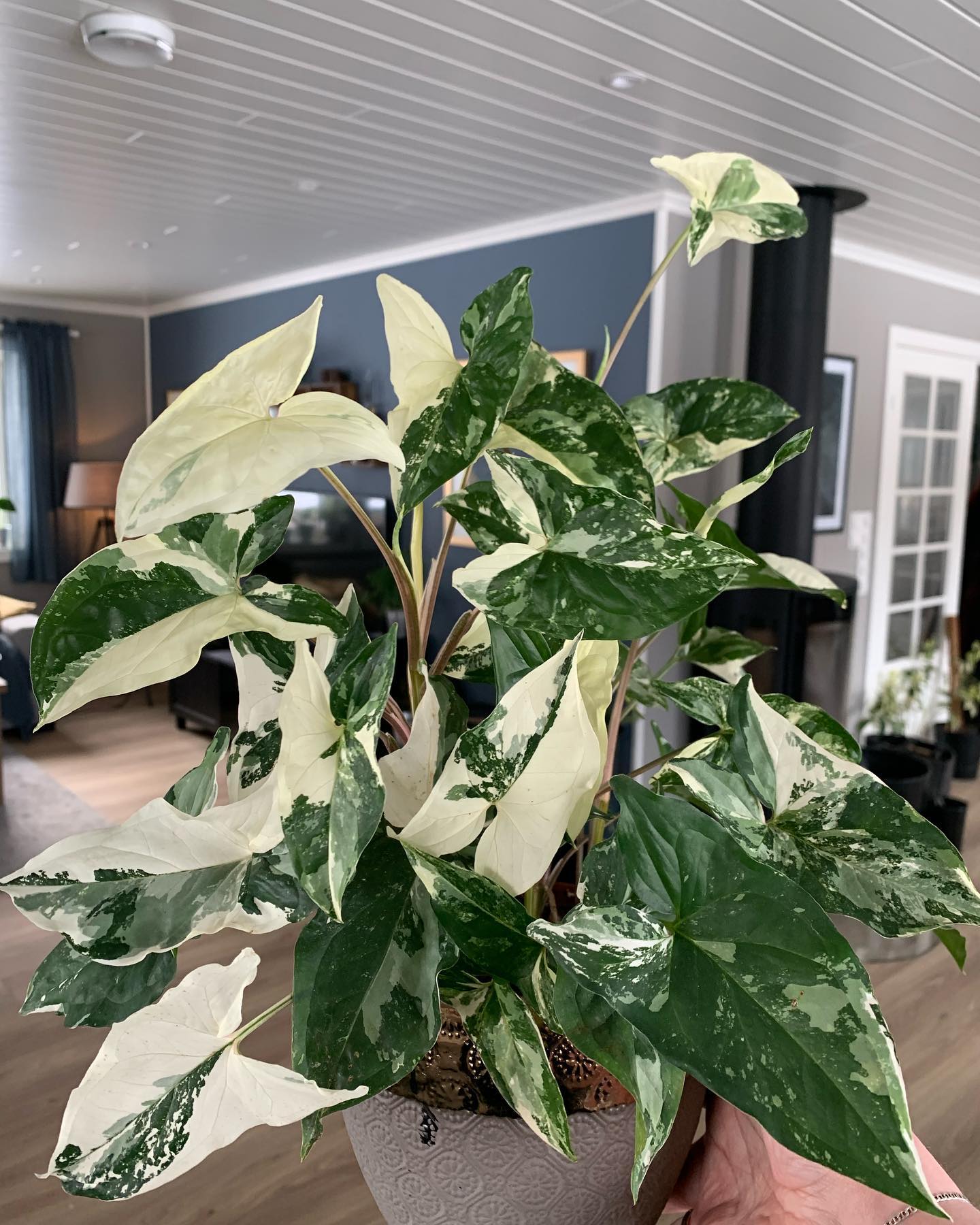 Syngonium Podophyllum Albo Variegatum houseplant