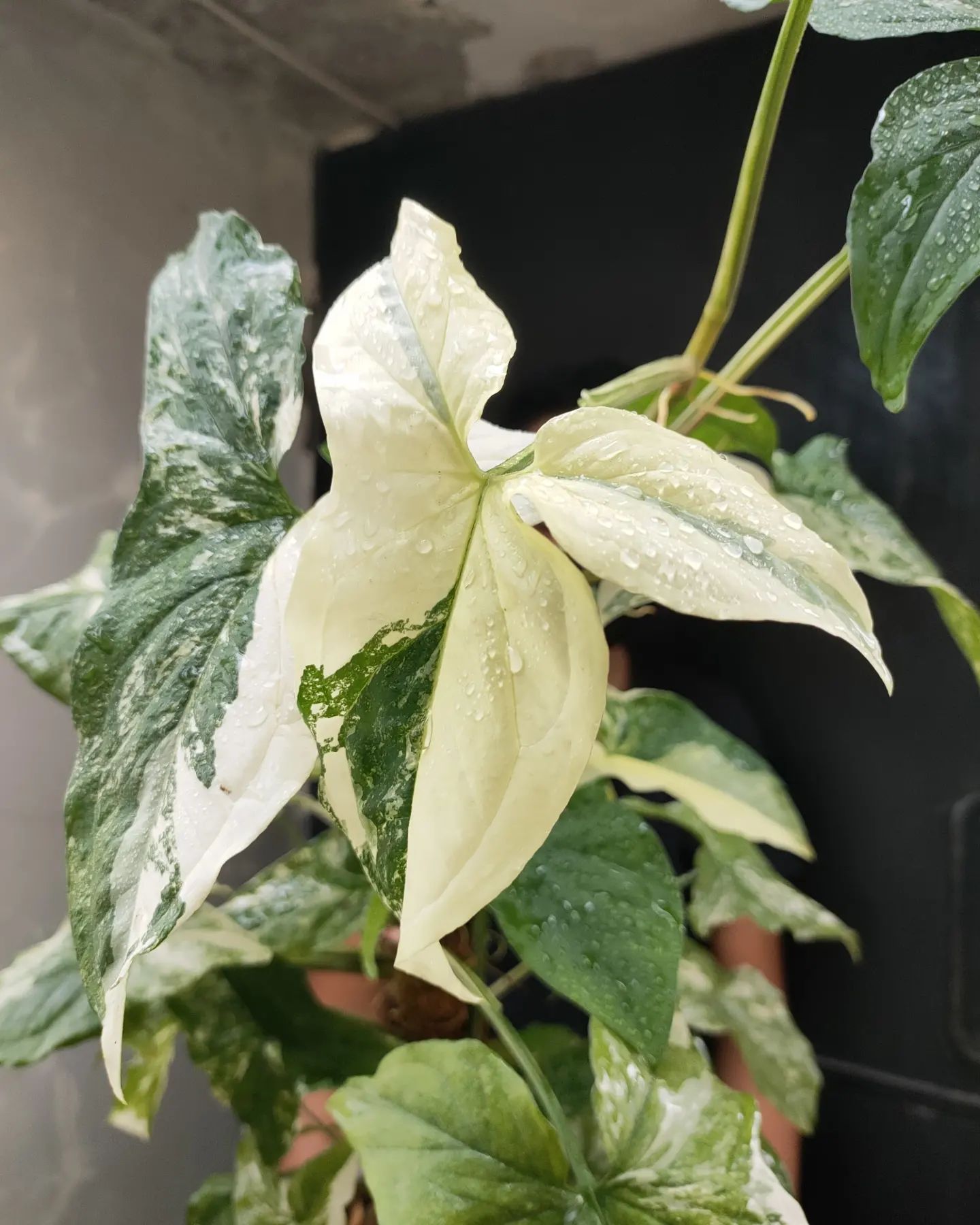 https://thursd.com/storage/media/39942/Syngonium-Podophyllum-Albo-Variegatum-close-up-variegated-leaves---on-Thursd.jpeg?utm_source=chatgpt.com