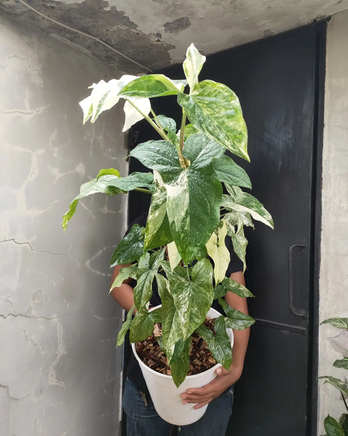 Syngonium Podophyllum Albo Variegatum Climbing houseplant - on Thursd
