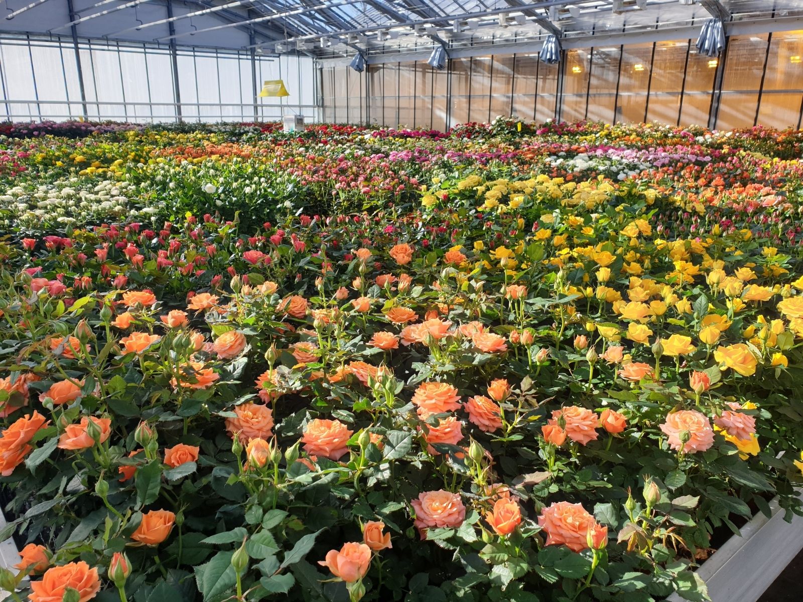 De Ruiter Innovation on Thursd. - Breeding greenhouse Jewel roses