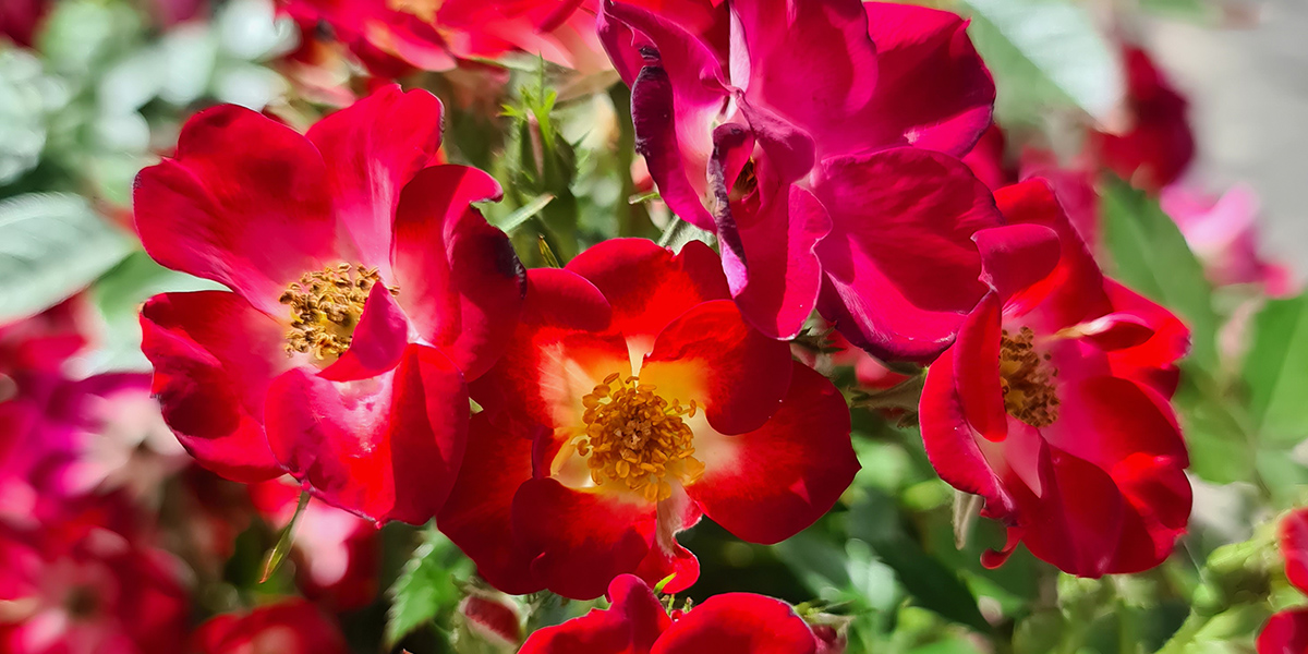 Rosa Everglow Ruby Garden rose on Thursd header