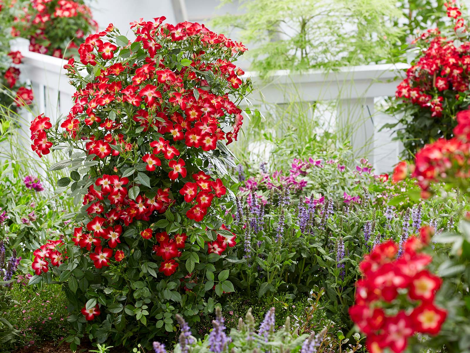 Rose Everglow Ruby Garden - on Thursd