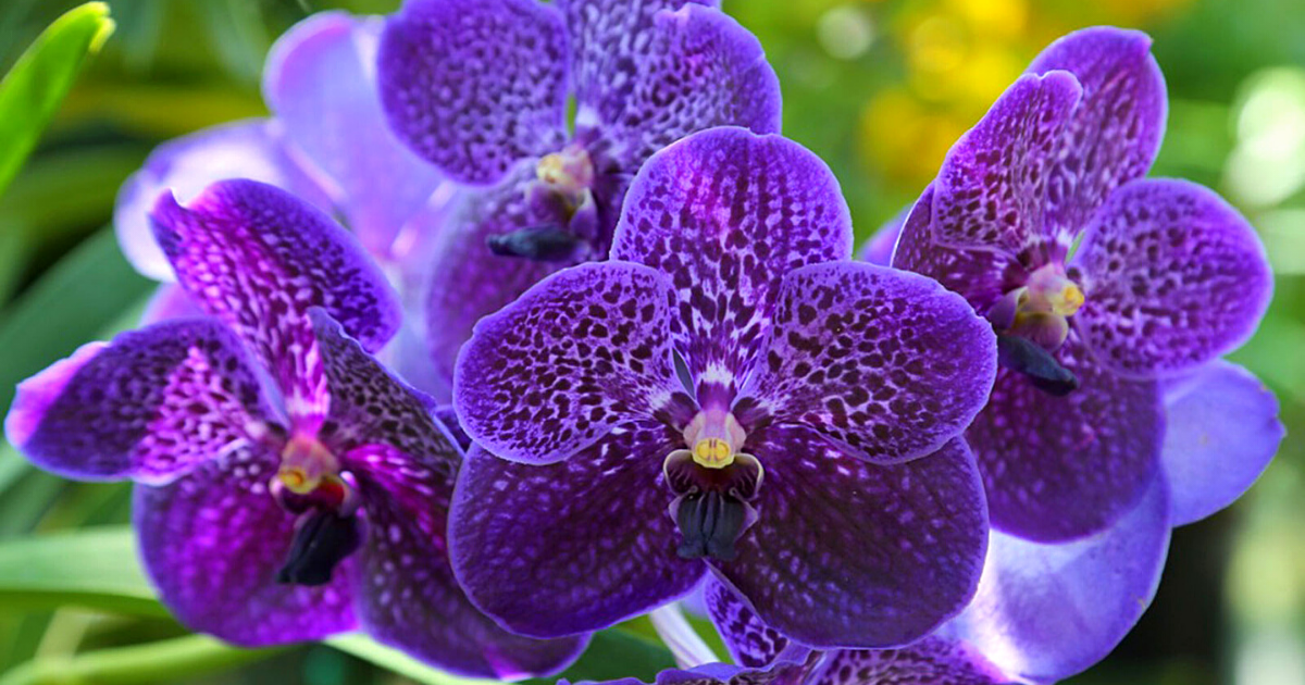 Vanda Orchids Are Considered One Of The Best Bathroom Plants in 2022- Article on Thursd