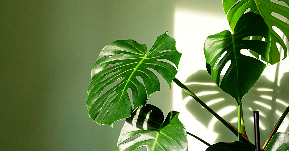 Monstera Deliciosa Thrives as a Bathroom Plant- Article on Thursd