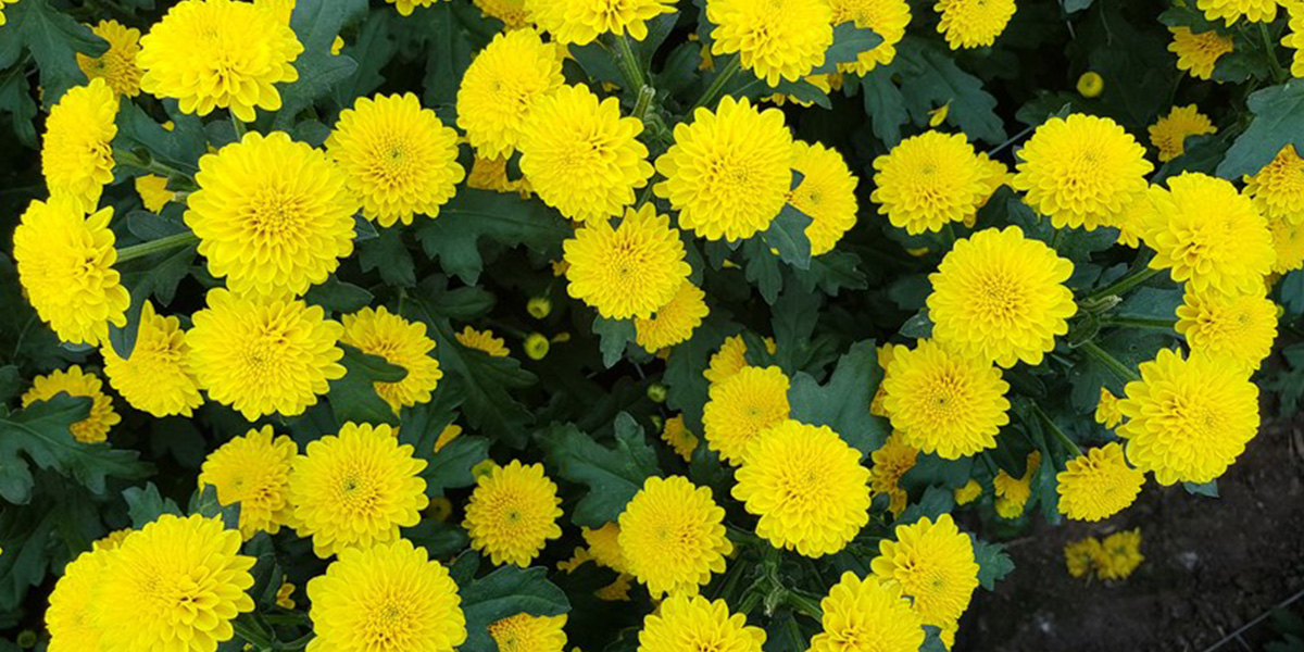 Chrysant Santini Ellison Sunny Cut Flower on Thursd header