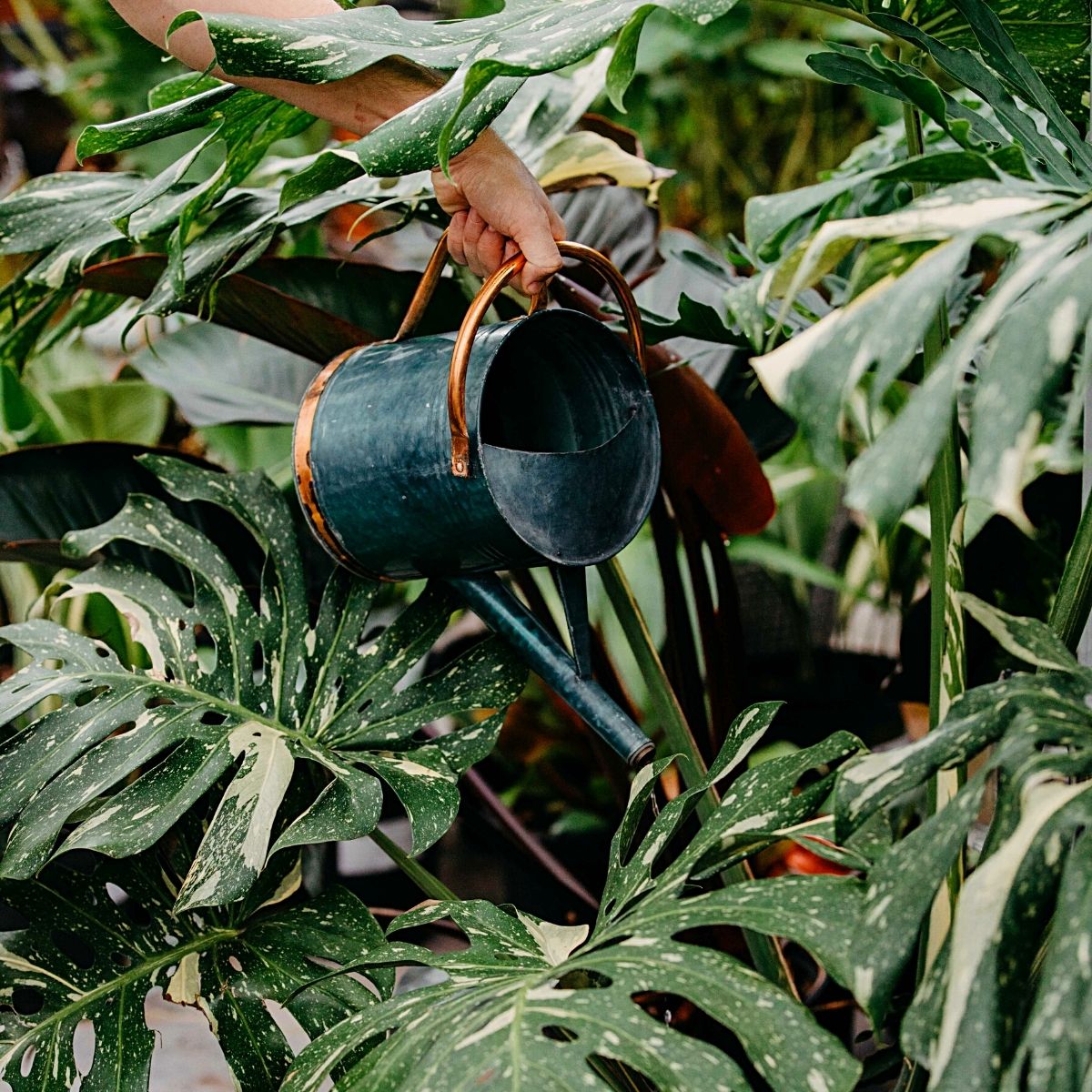  Here's How To Take Care Of Your Thai Constellation Monstera