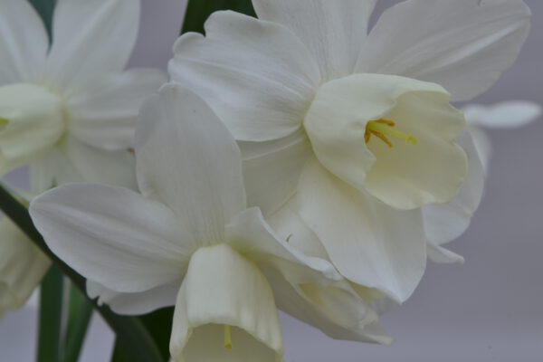 2021 Plant Novelties by Decorum Narcissus Ice Wings