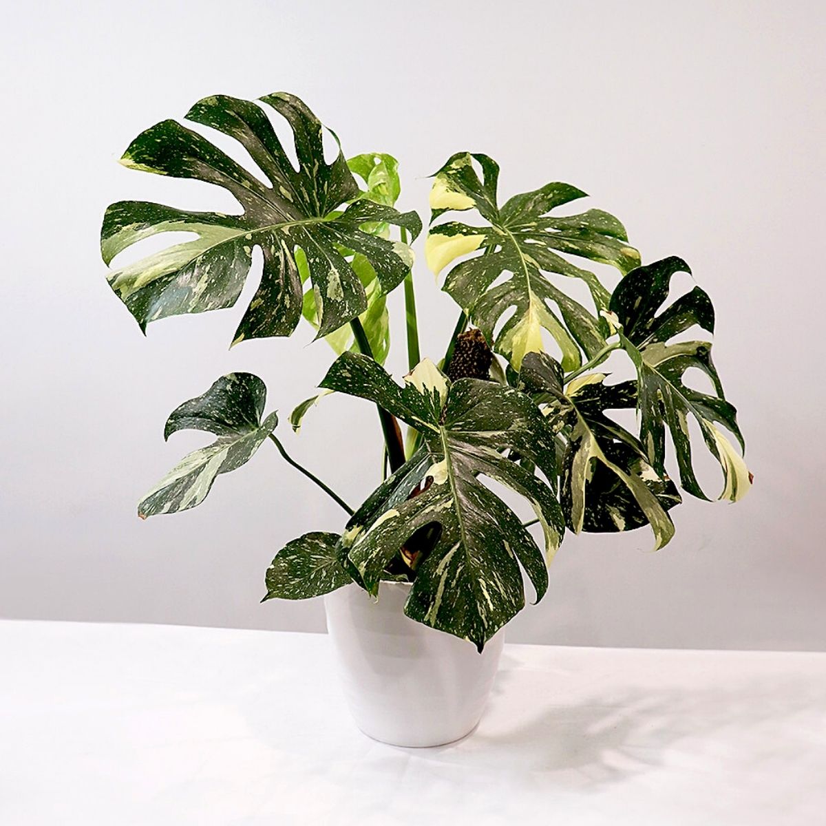 Lighting Tips For Your Thai Constellation Monstera to Thrive- Article on Thursd