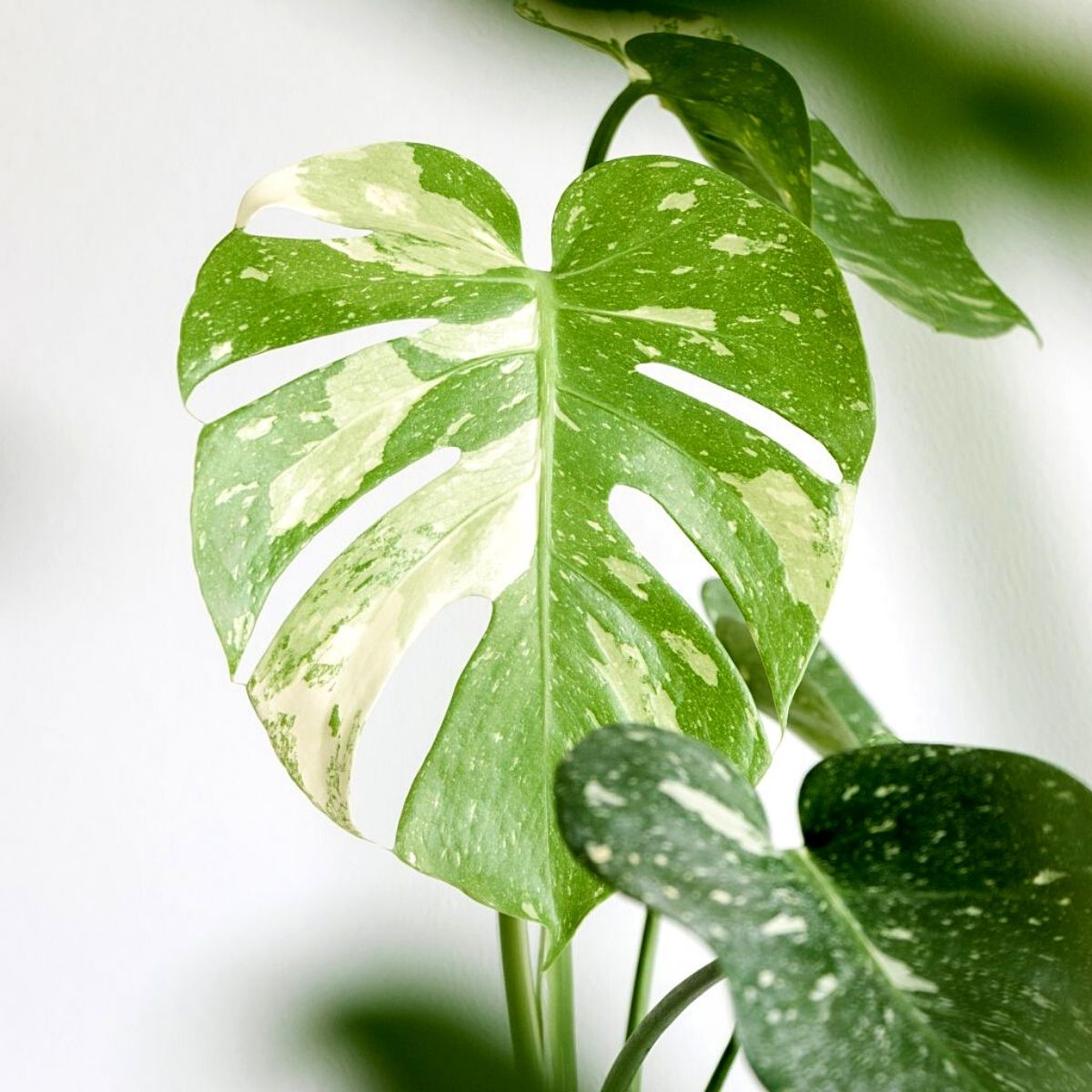 Monstera Thai Constellation Plant - 4 Houseplant