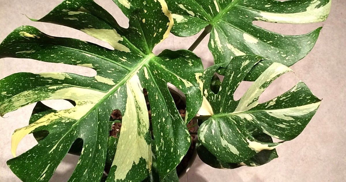 Everything You Need To Know About Watering Thai Constellation Monstera- Article on Thursd