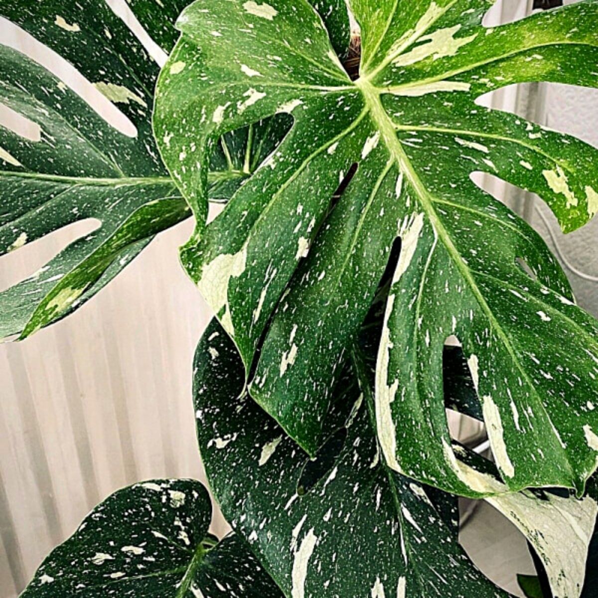 のスレ MONSTERA Thai Constellation Variegata れあり