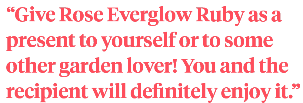 Rose Everglow Ruby Is Getting Prettier and Prettier quote on Thursd