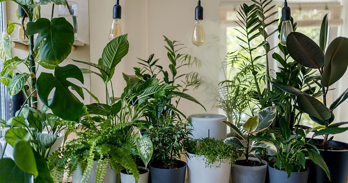 Best houseplant with large leaves for 2022 - Article on Thursd