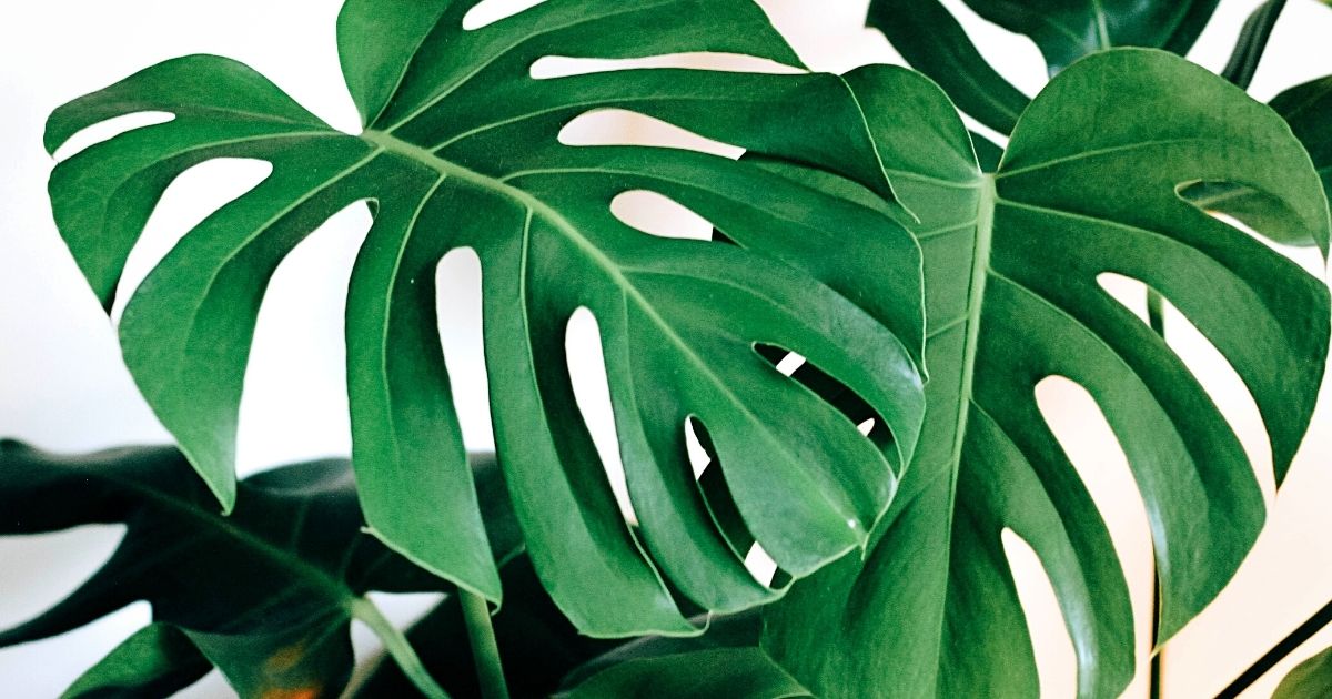 Monstera Deliciosa is on the list of best houseplants with large leaves. Read more about this plant here- Article on Thursd