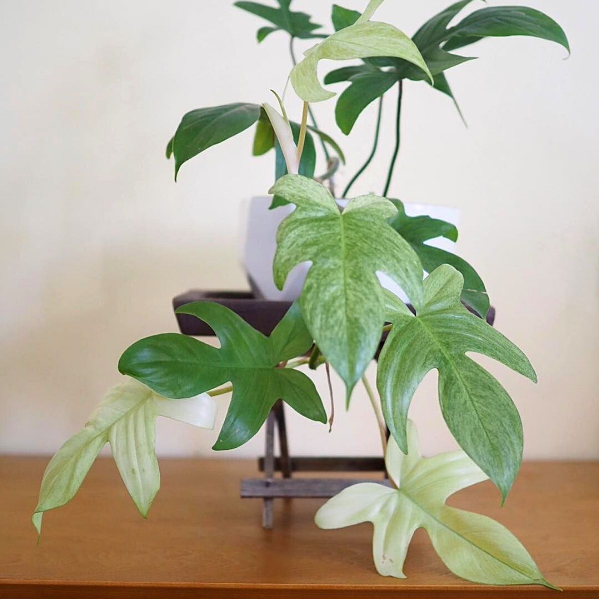 Philodendron is one of the best houseplants with large leaves for 2022 - Article on Thursd