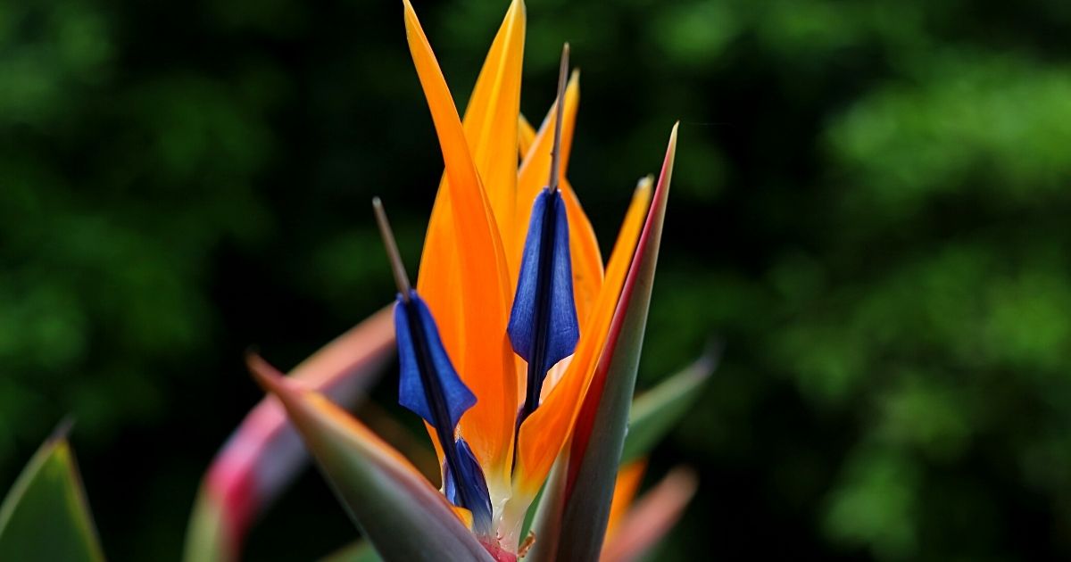 Strelitzia is one of the best houseplants with large leaves for 2022 - Article on Thursd