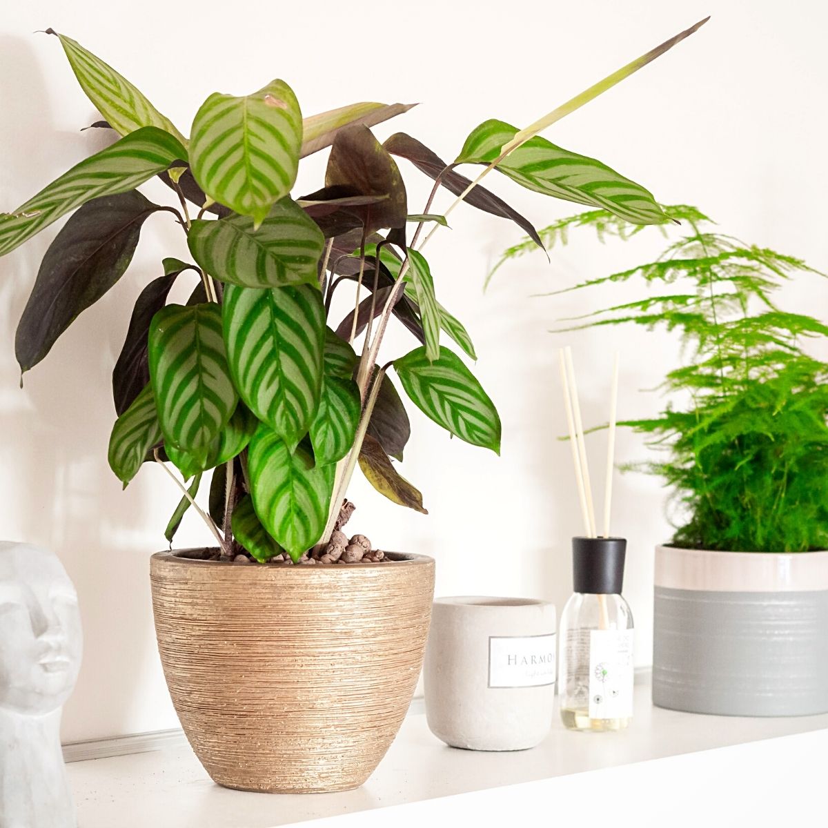 Houseplants with Large Leaves