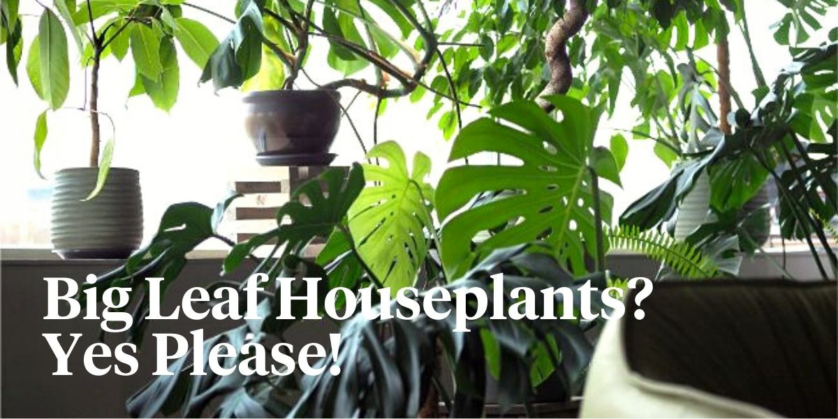 6 Best Houseplants With Large Leaves for 2022 Thursd