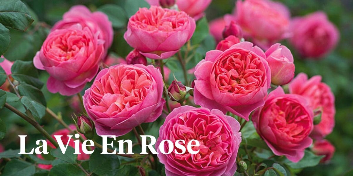 Garden Rose Design Contest Alexandra Farms on Thursd
