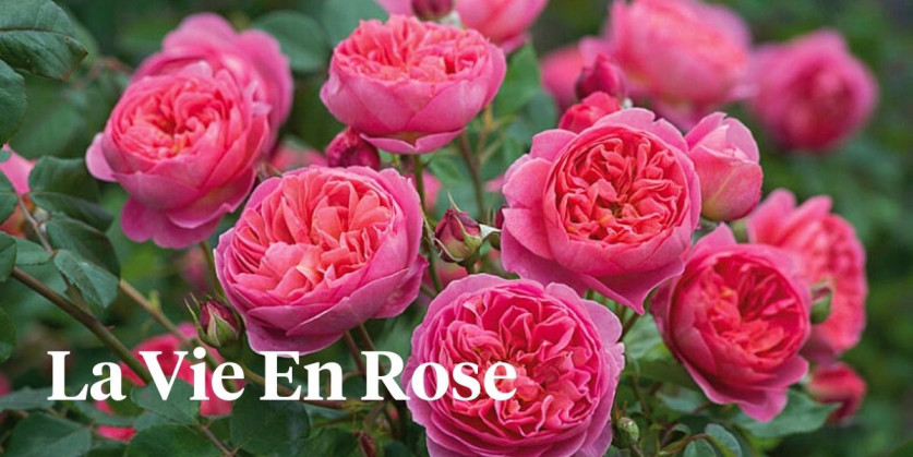 Ready to Join the Ultimate Garden Rose Design Contest? - Article on Thursd