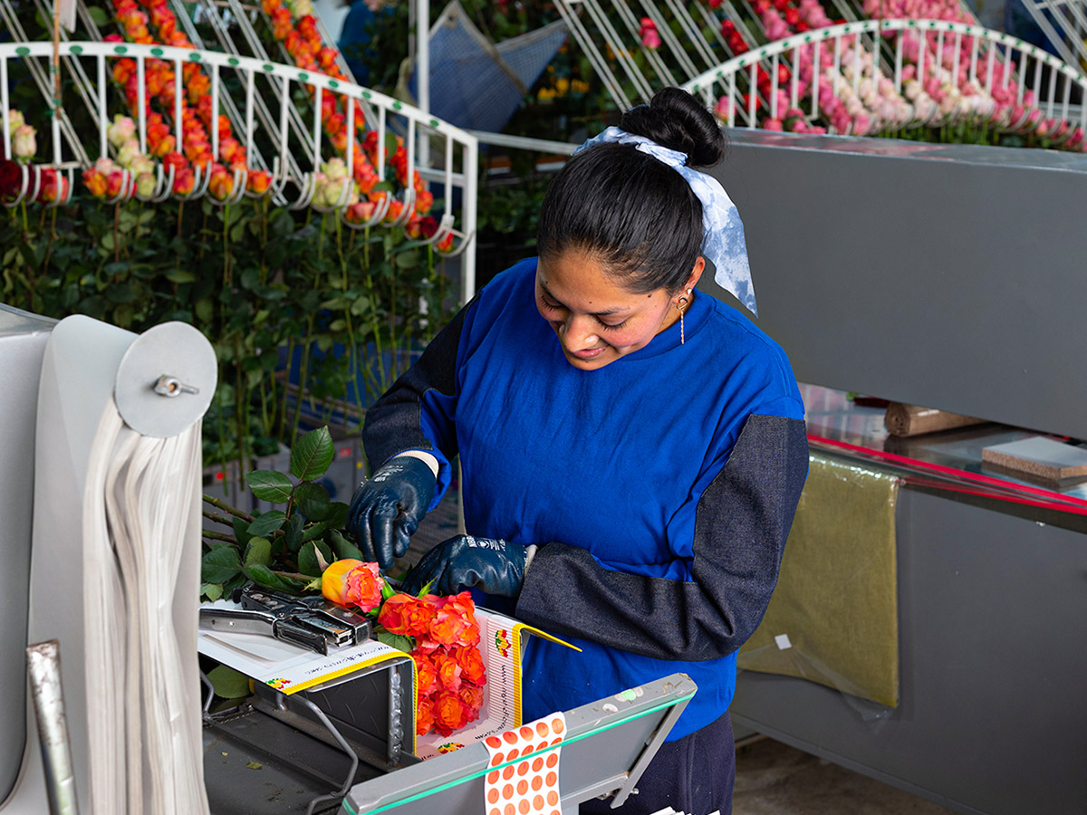 Mystic Flowers Roses packing room on Thursd