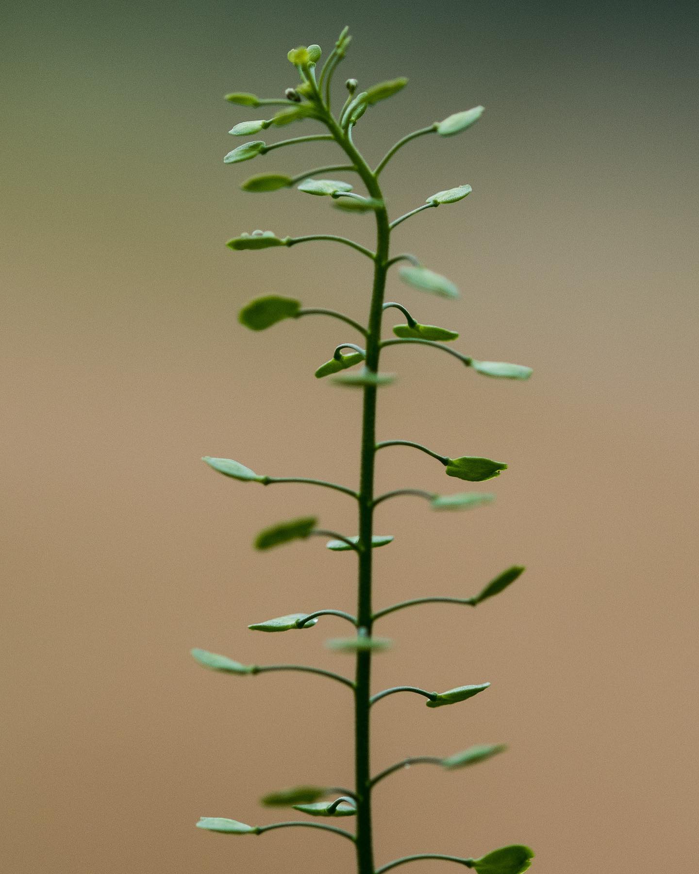 Pennycress - Thlaspi - Lepidium - on Thursd.