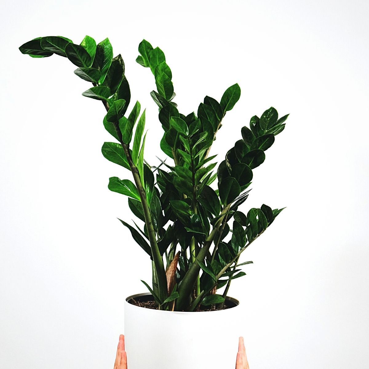 _8 Strongest Houseplants- on thursd (1)