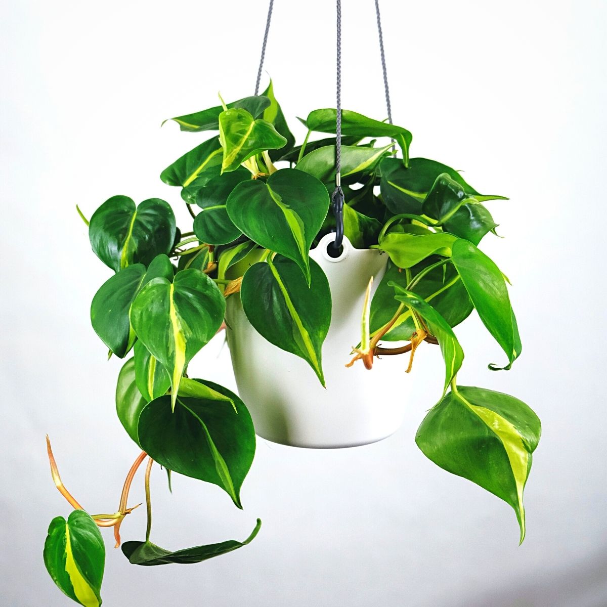 Strong and Hard to Kill Houseplants - Philodendron on thursd