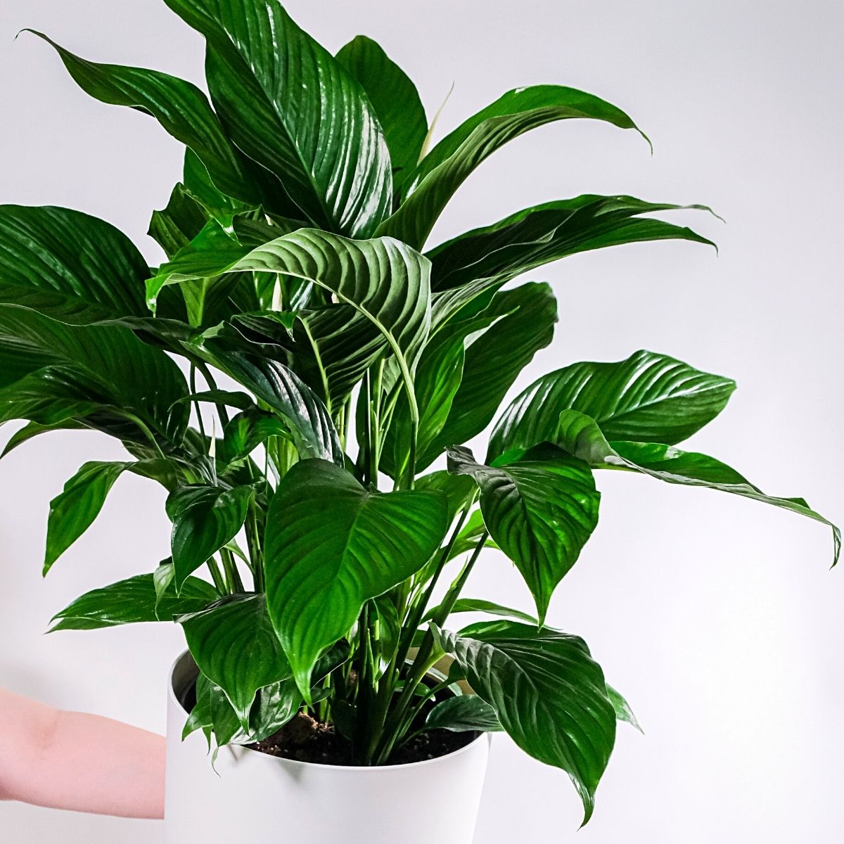 Peace Lily (Spathiphyllum) Strongest Houseplants- Article on Thursd