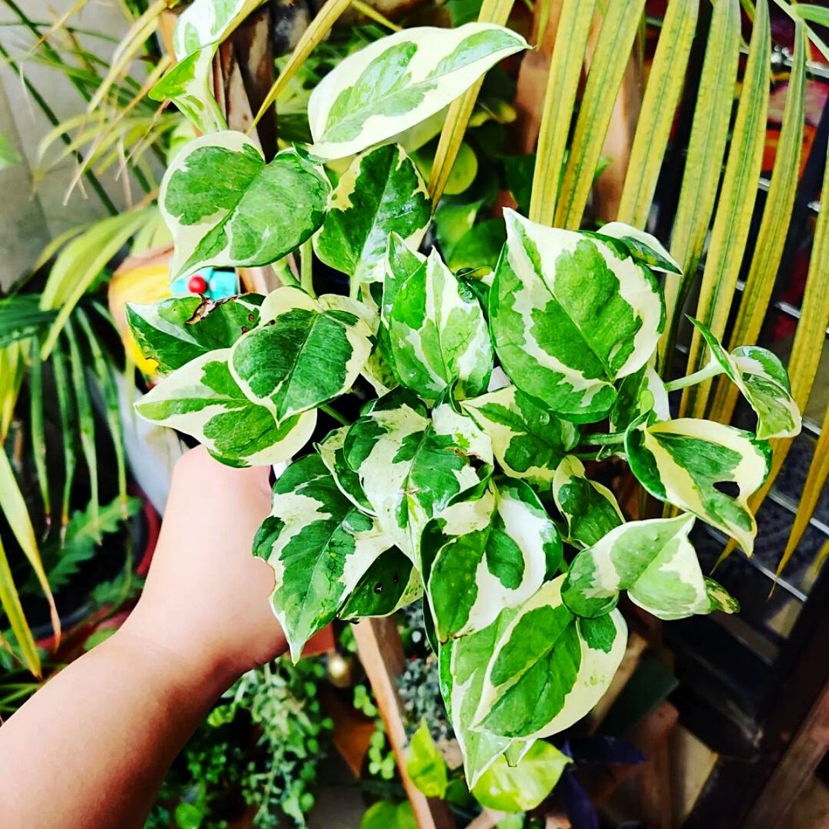 Golden Pothos Strongest Houseplants- on thursd