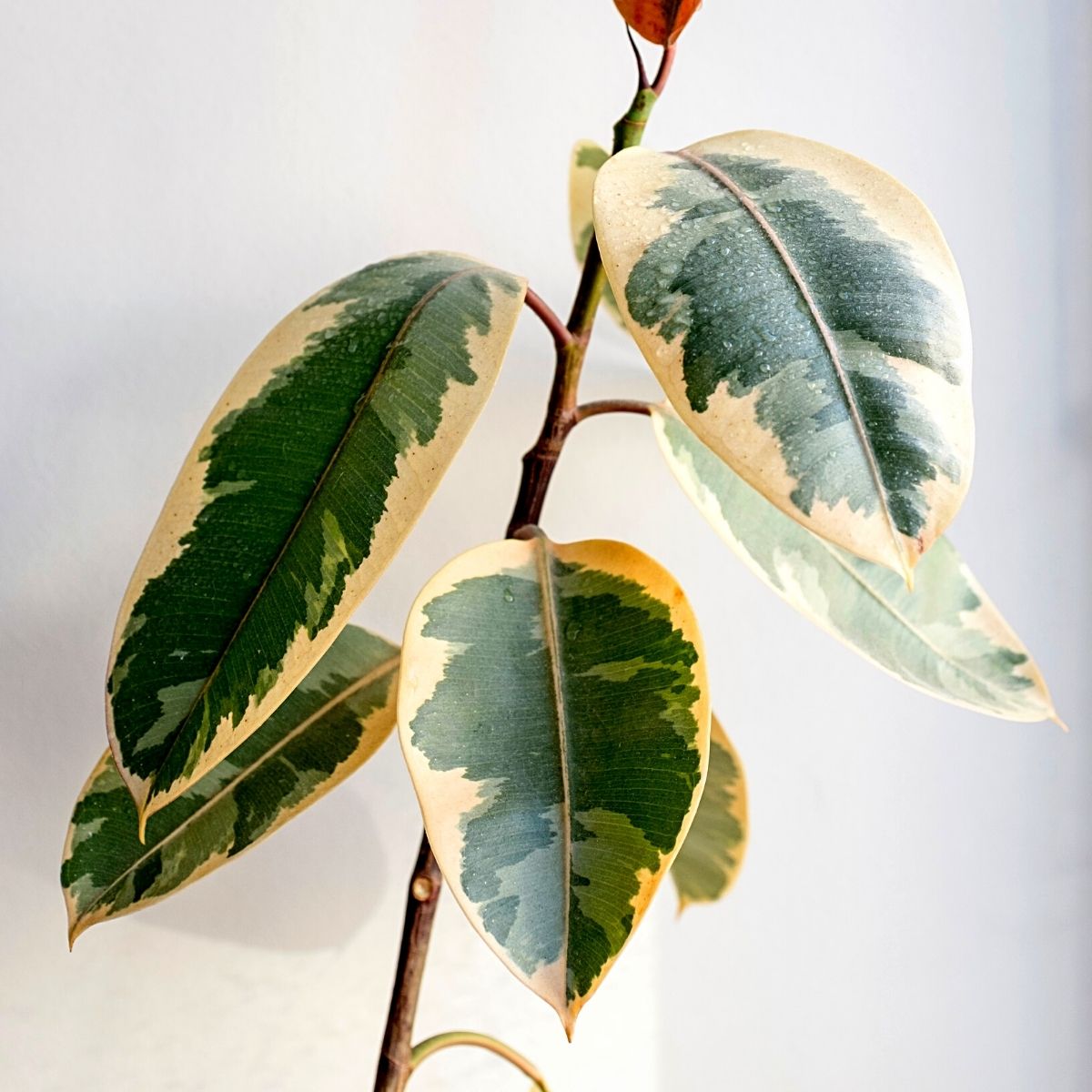 Rubber Plant (Ficus Elastica) Strongest Houseplants- Article on thursd