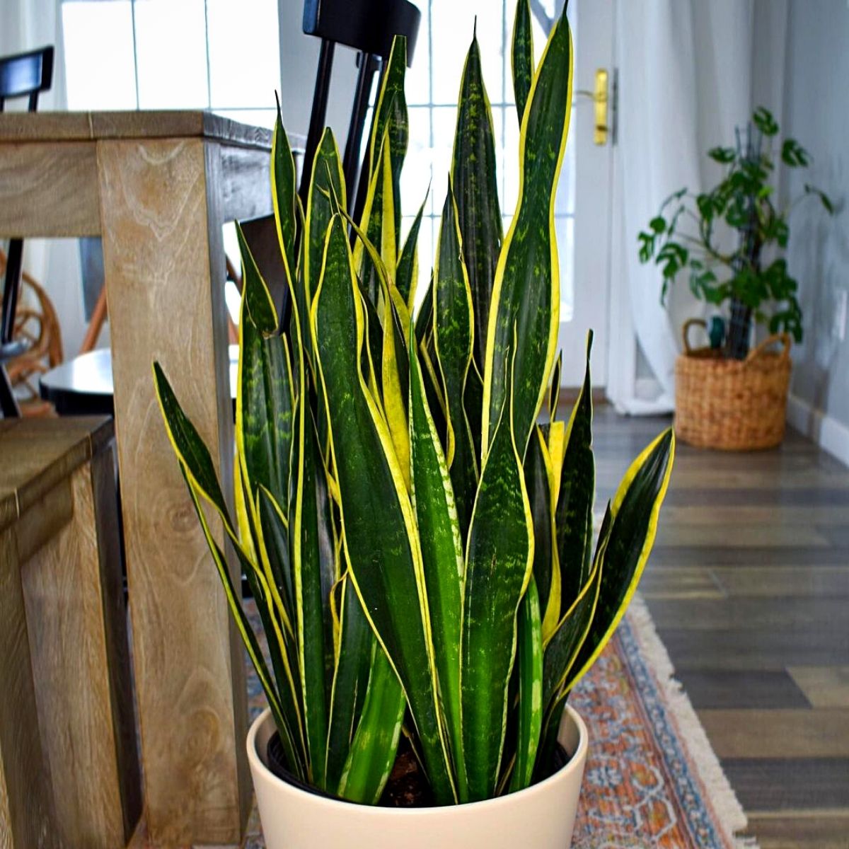 Snake Plant (Sanseveria Laurentii) Strongest Houseplants- Article on thursd