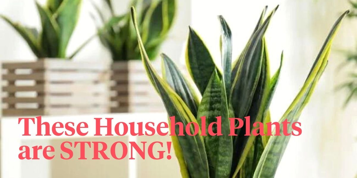 _ 8 Strongest Houseplants- on Thursd