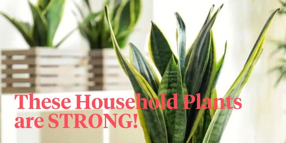 8 of the Strongest Houseplants - Article onThursd