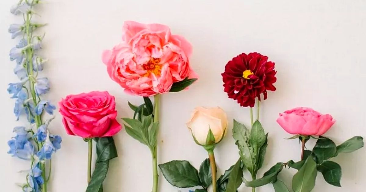 Facts about the Emotional Impact of Flowers - Blog onThursd