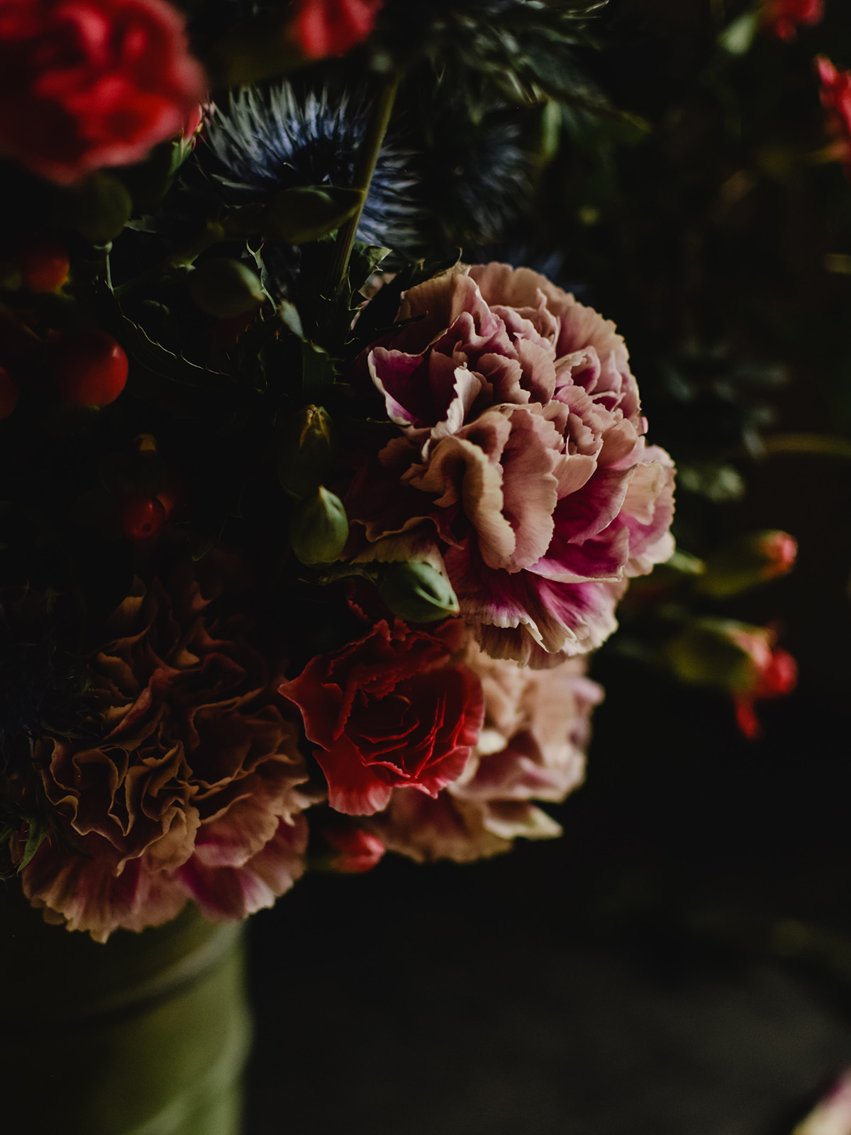 Dianthus Dark Pink close-up by Eva Elijas - on Thursd