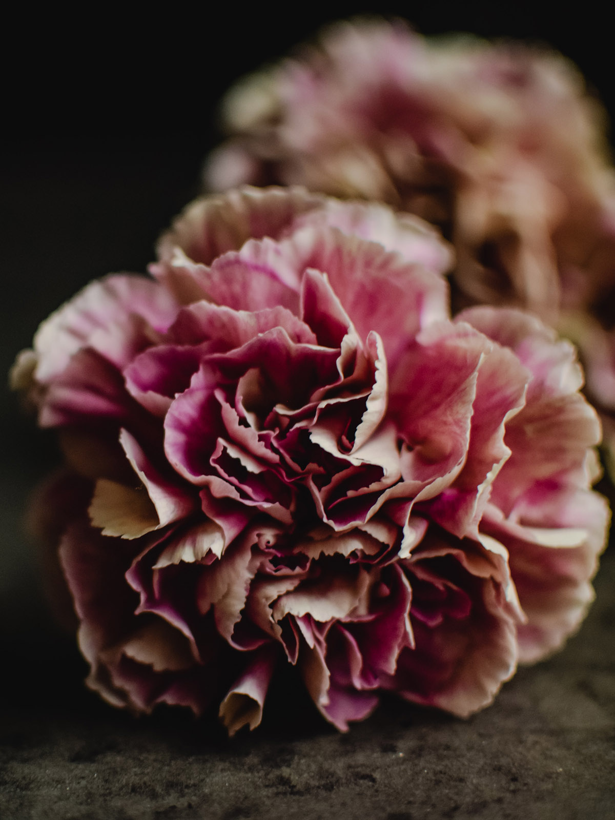 Dianthus Dark Pink by Eva Elijas - on Thursd