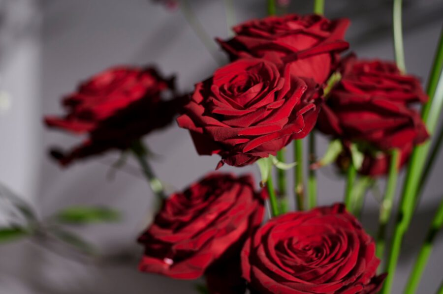 Valentines rose 'Rose Red Naomi'
