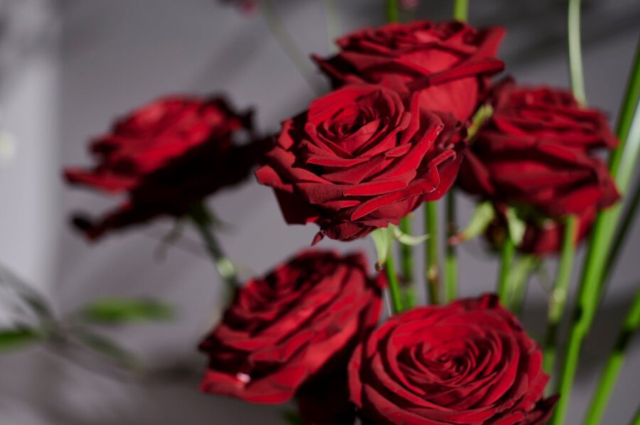 Why Do We Give Red Roses on Valentine's Day?