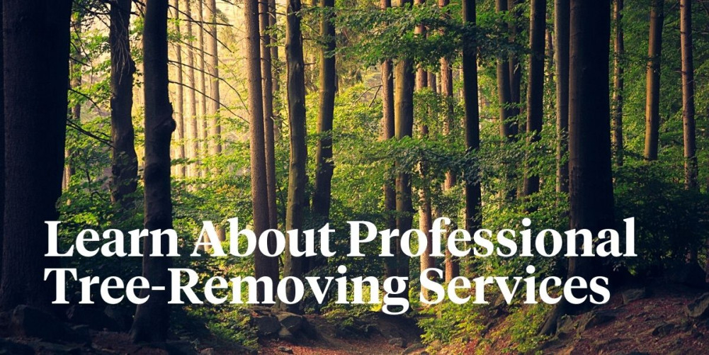 tree-services-guide-how-much-do-tree-removal-services-cost-article