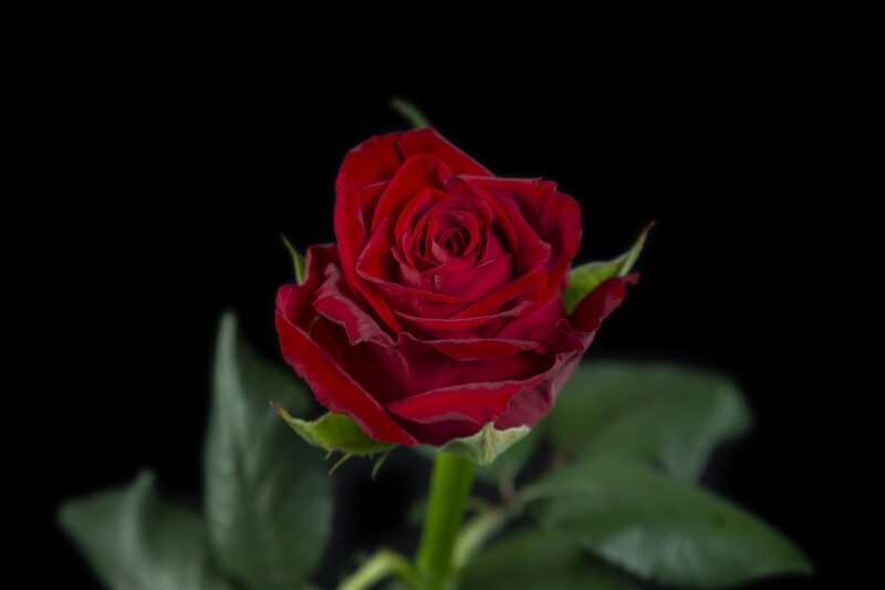 Which Red Roses Do You Choose for Valentine's Day Rose Con Amore