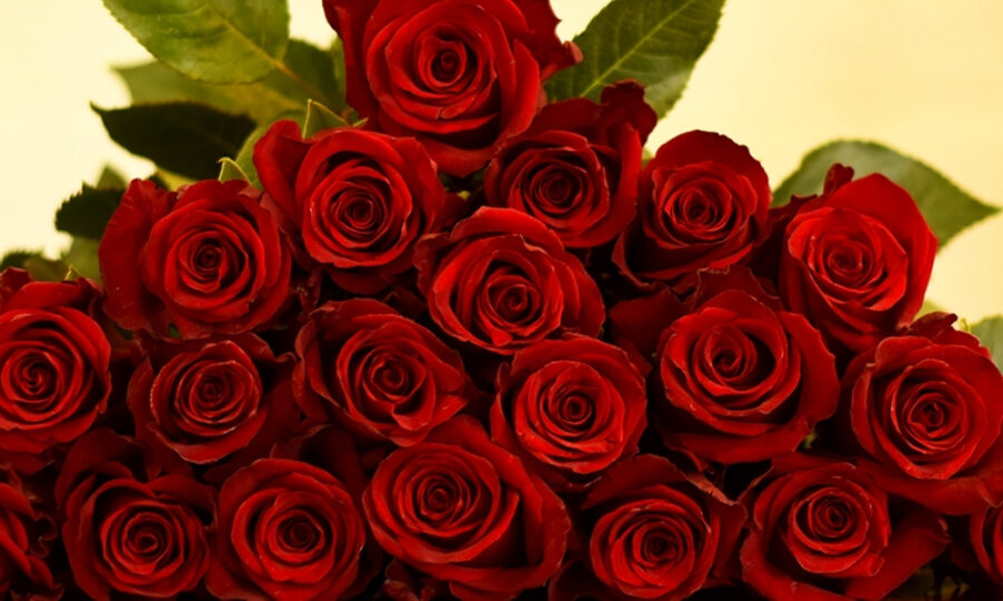 Which Red Roses Do You Choose for Valentine's Day Rose Explorer