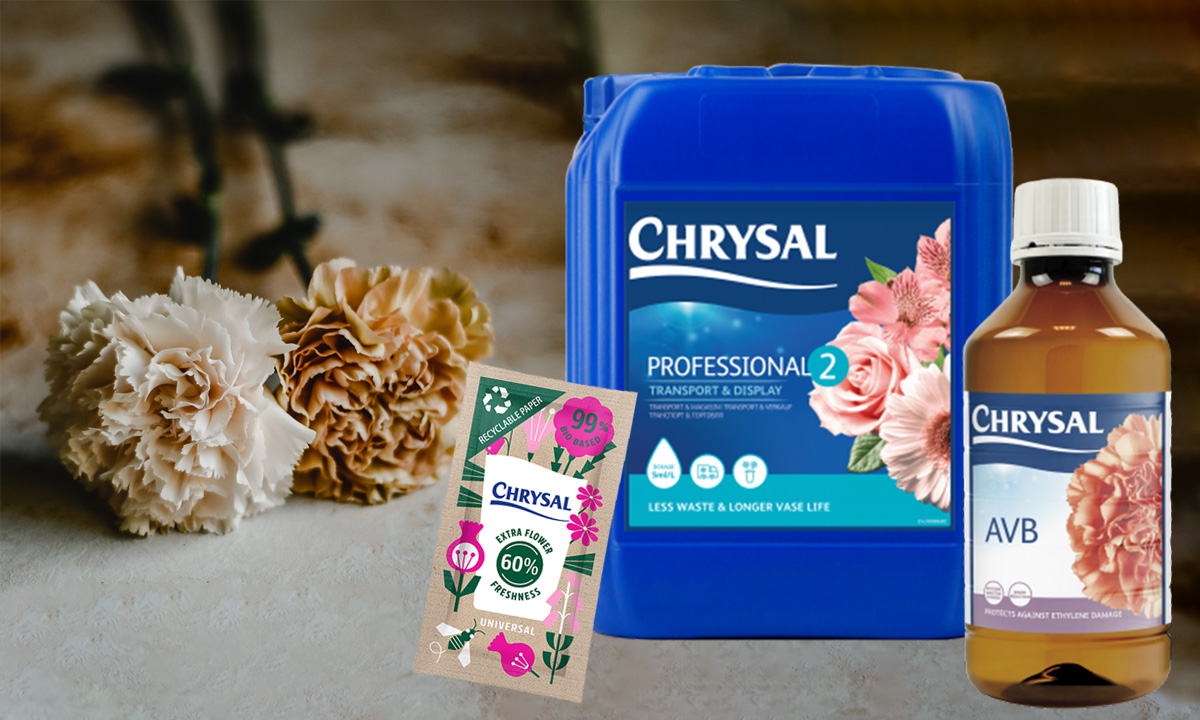 Chrysal for Carnations - on Thursd