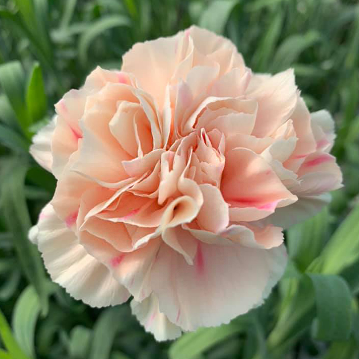 Divine Flowers Carnation - on Thursd