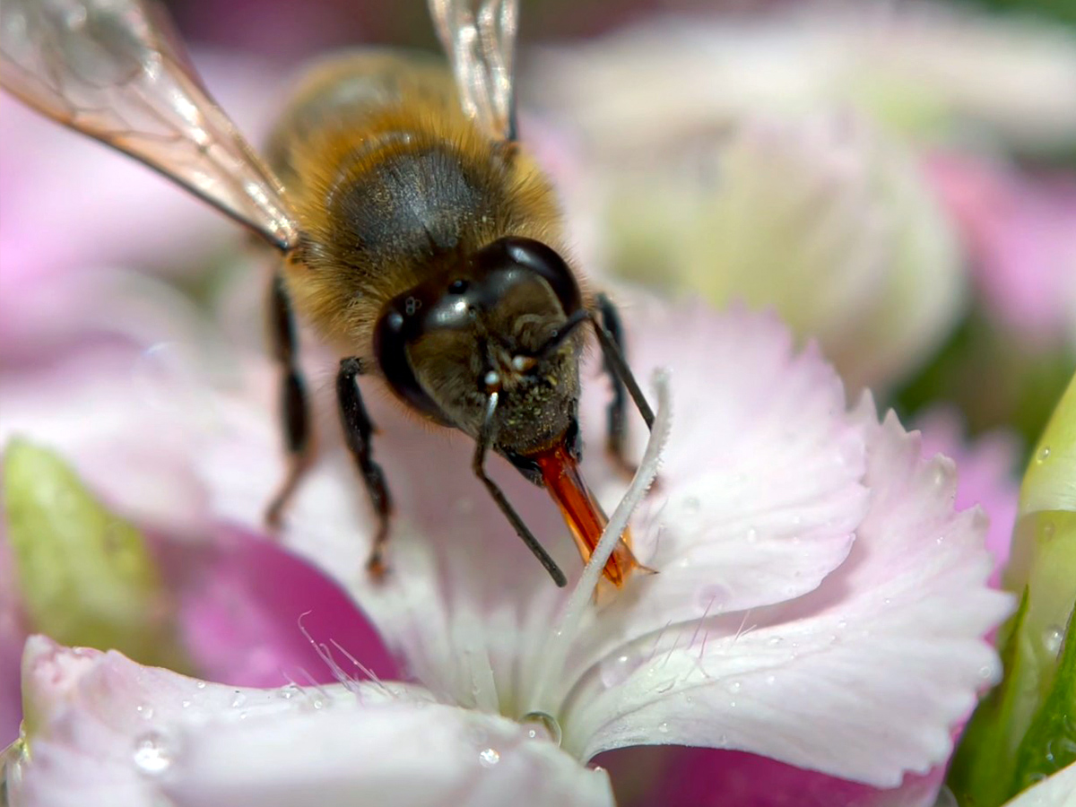 Dianthus Barbatus pollination on Thursd