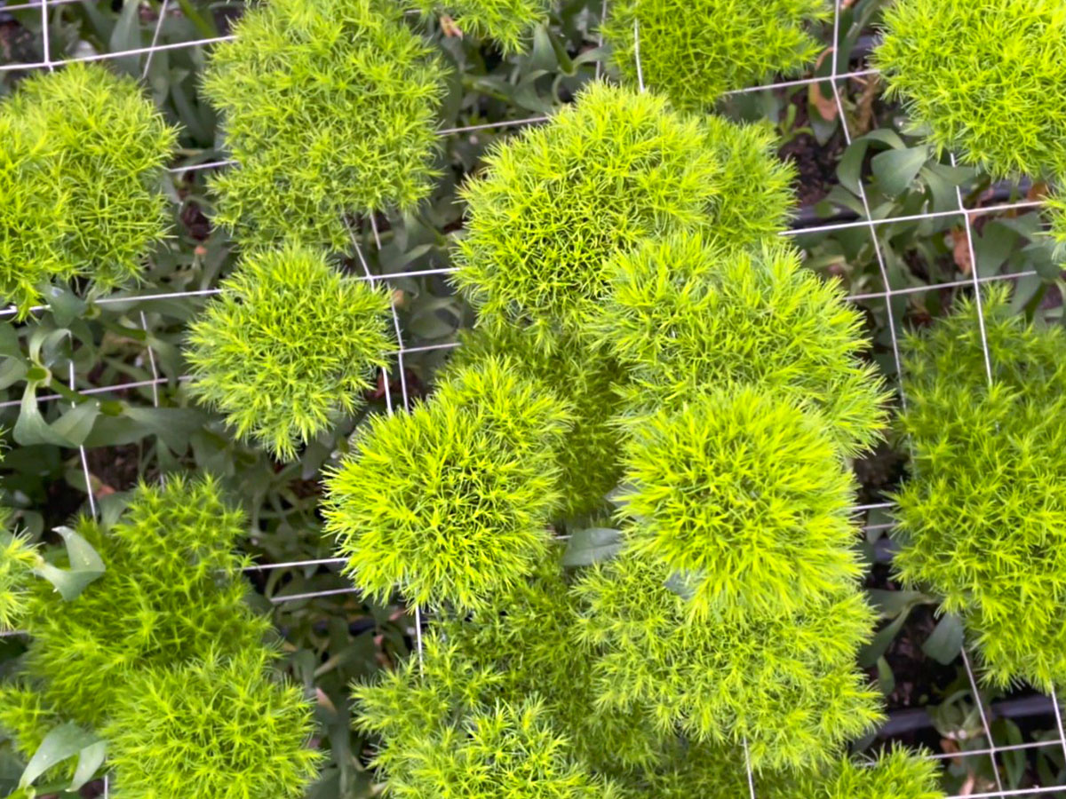 Dianthus Barbatus Green Ball video on Thursd