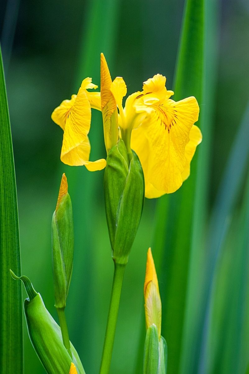 Yellow Flag Iris Pond Plant- on Thursd