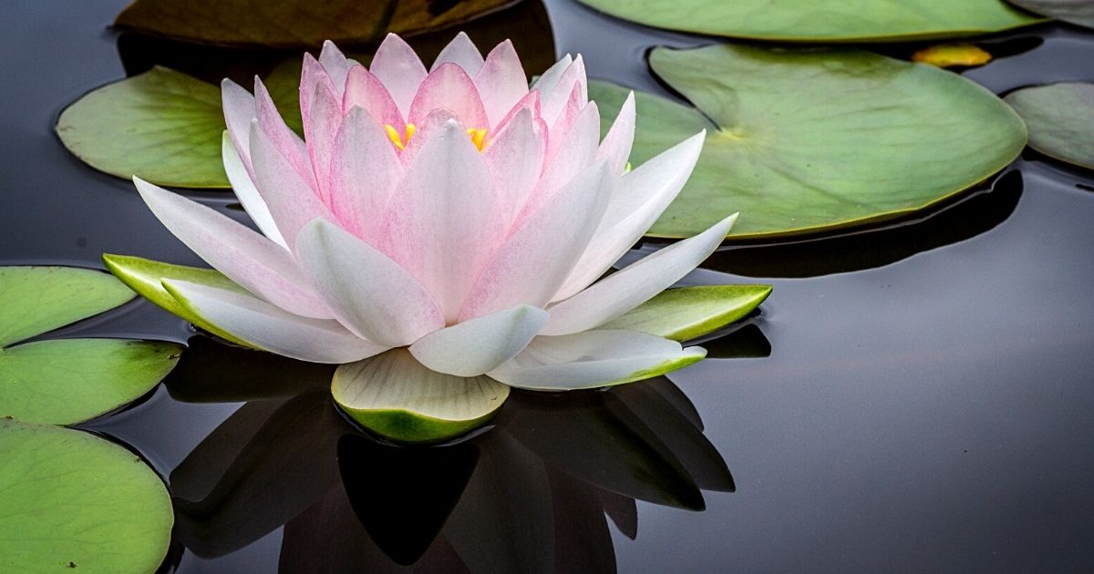 Water Lilly Best Pond Plant- on Thursd 