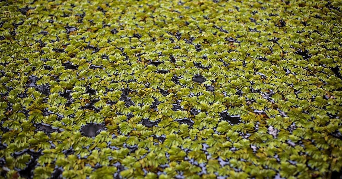 Duckweed Pond Plant- on Thursd 